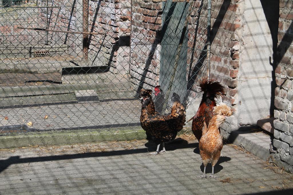Agriturismo Le Clementine Badia Polesine Zewnętrze zdjęcie